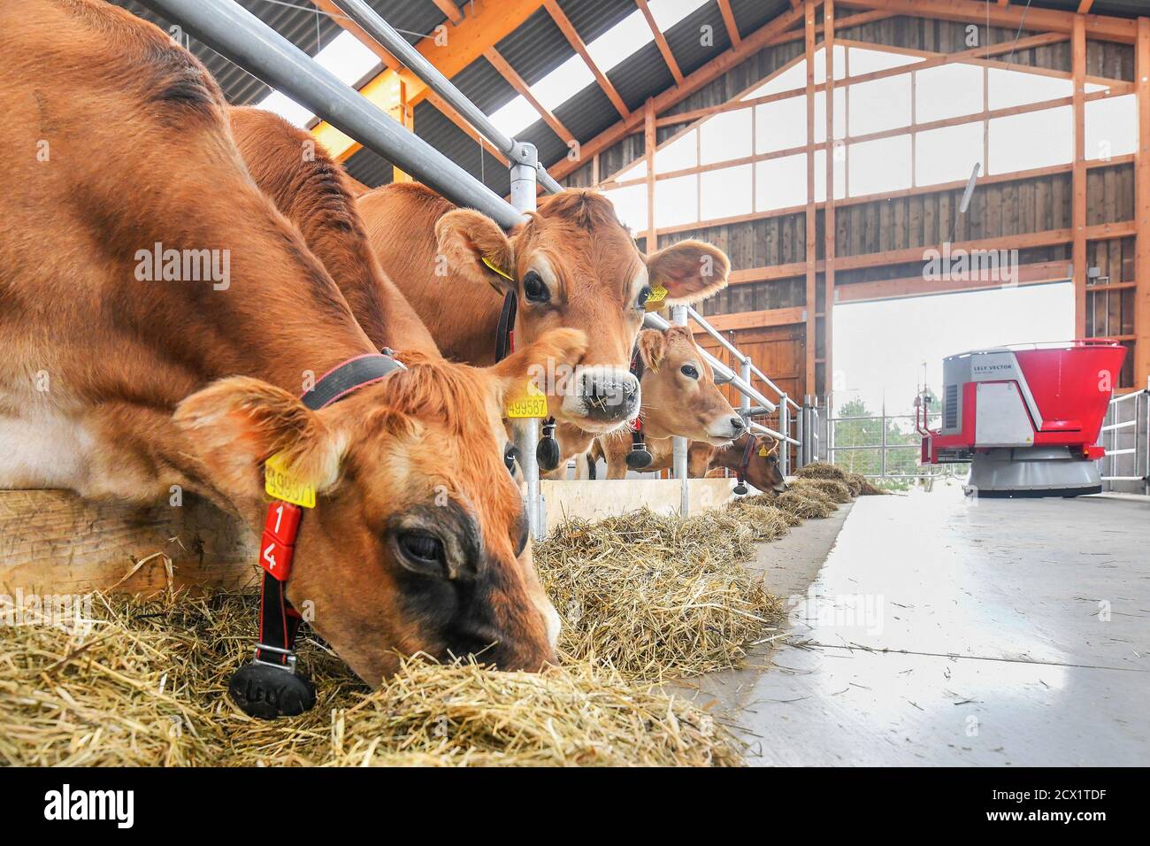 Horsov, Tschechische Republik. September 2020. Die Kühe stehen in einem Ausbildungsstall für Schüler der Berufsschule auf dem Schulhof Horsov in Horsovsky Tyn in der Region Domazlice, Tschechien, 24. September 2020. In einem vollautomatischen und robotergestützten Stall lernen die Studierenden die moderne Rinderpflege. Kredit: Miroslav Chaloupka/CTK Foto/Alamy Live Nachrichten Stockfoto