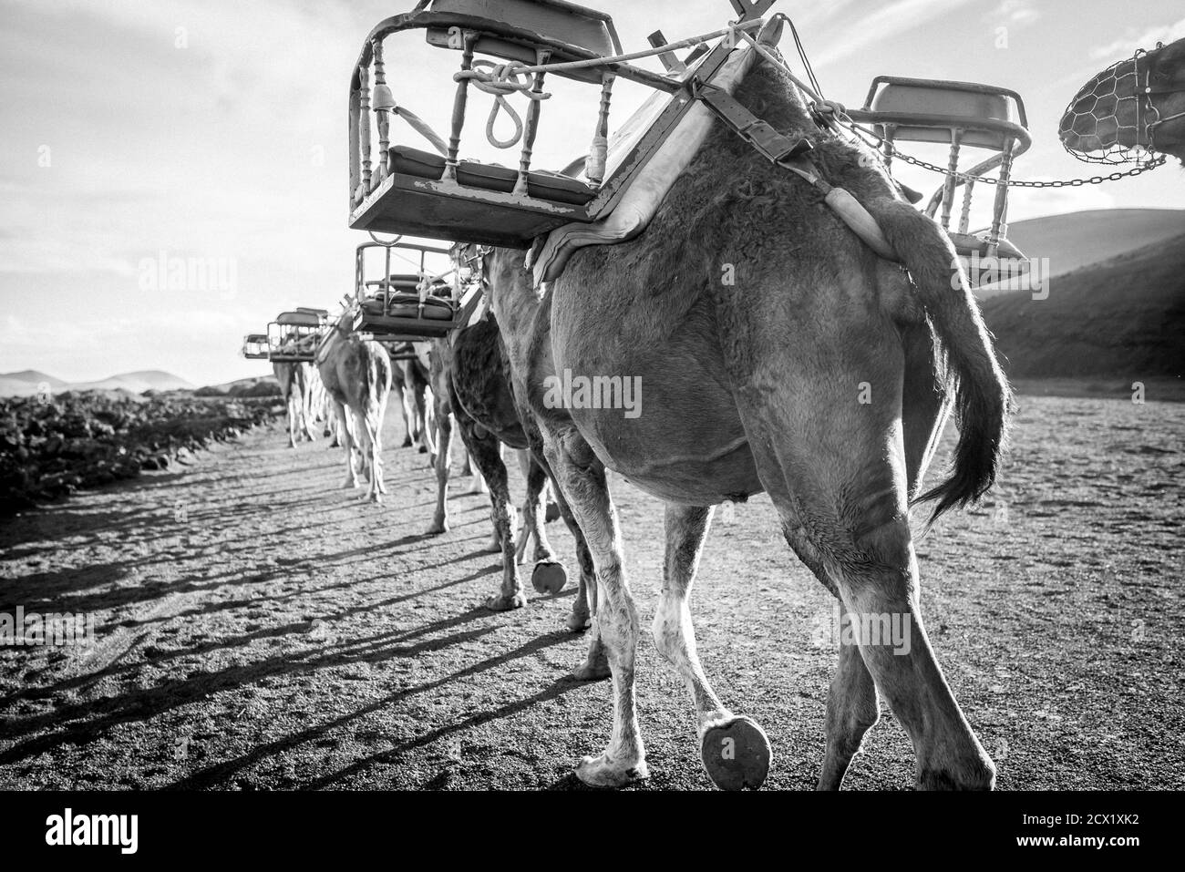 Die Kamele wandern durch Lanzarote Stockfoto