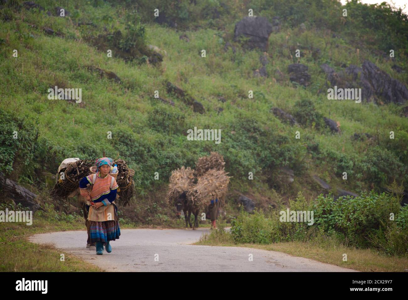 Hmong Frau Transport von Brennholz mit dem Esel. In der Nähe von Bac Ha, Provinz Lao Cai, Vietnam Stockfoto