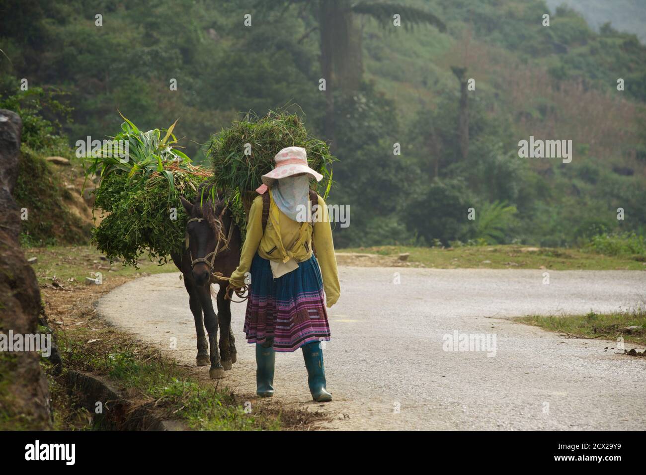 Hmong Frau transportiert Getreide mit Esel. In der Nähe von Bac Ha, Provinz Lao Cai, Vietnam Stockfoto