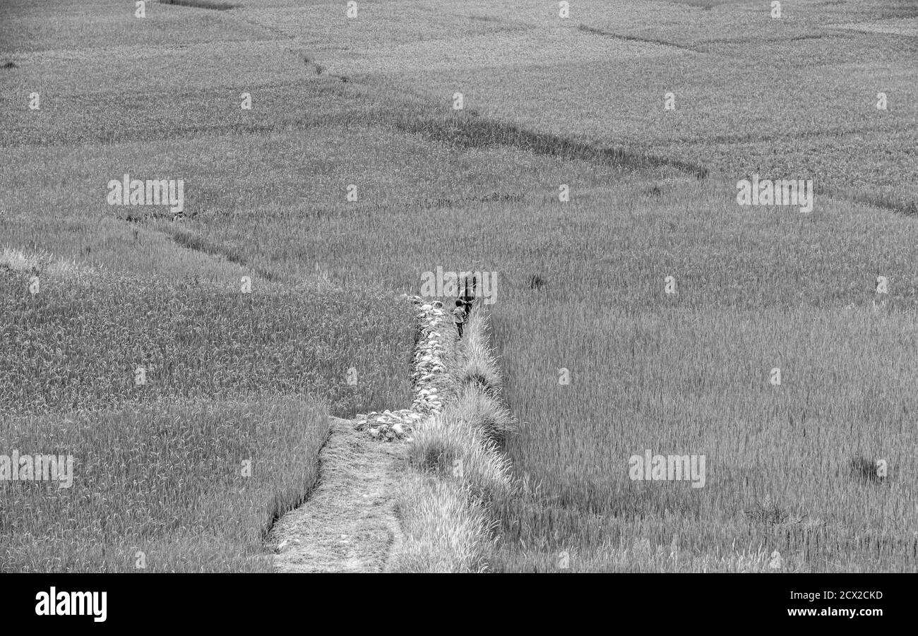 Bhutanische Bauern zu Fuß zwischen Reisfeldern in Paro, Bhutan Stockfoto
