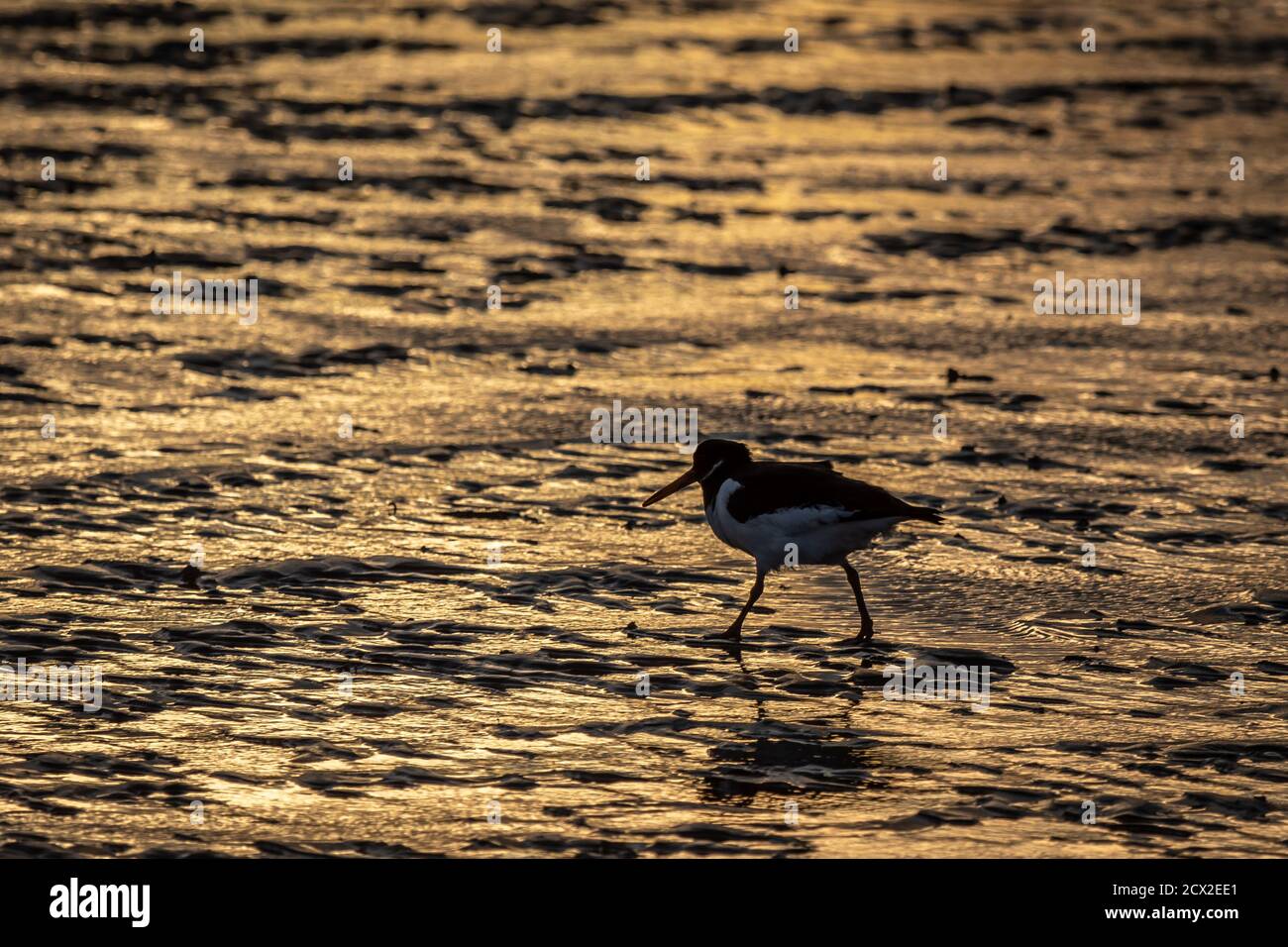 Austernfischer, Snettisham Beach, Norfolk Stockfoto