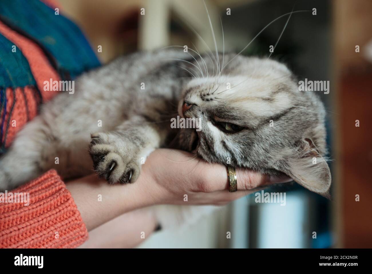 Fürsorgliche Hände nehmen eine niedliche graue Erwachsene Katze. Schöne kontroverte Katze entspannen und liegen in den Händen Stockfoto