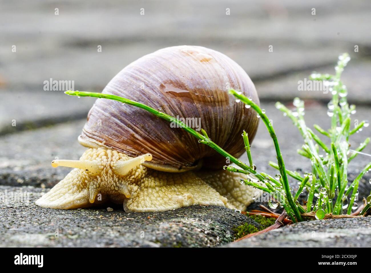 Große Schnecke, Helix pomatia auch römische Schnecke, Burgunder Schnecke, essbare Schnecke oder Schnecke Stockfoto