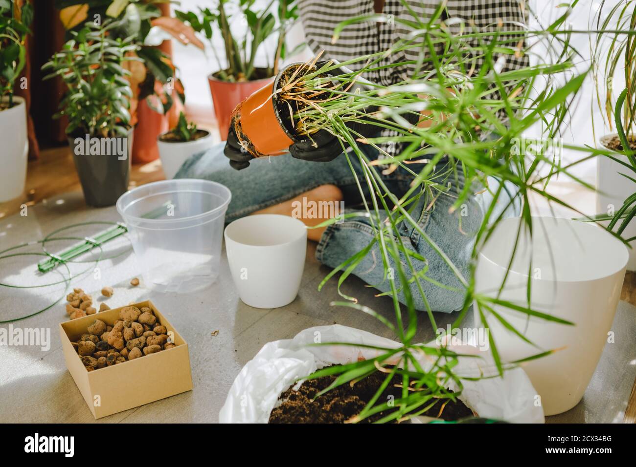 Frau verpflanzt Blumen in größeren Töpfen zu Hause Stockfoto