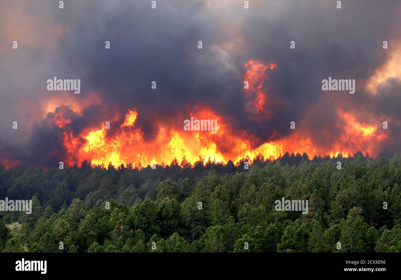 Ein Waldbrand tobt in Schwarzwald, Colorado 12. Juni 2013. Feuermannschaften kämpften am Mittwoch gegen ein windgepeitschtes Wildfeuer, das mindestens 80 Häuser in der Nähe von Colorado Springs brannte, während ein weiterer Brand eine der wichtigsten Touristenattraktionen des Staates schloss und die Evakuierung von mehr als 900 Insassen aus einem Gefängnis zwang. REUTERS/Rick Wilking (VEREINIGTE STAATEN - Tags: KATASTROPHENUMWELT) Stockfoto