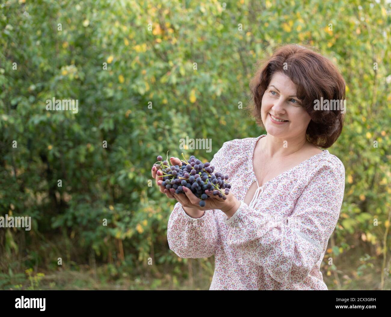 Isabella Trauben in weiblichen Händen. Wird in der Weinherstellung verwendet Stockfoto