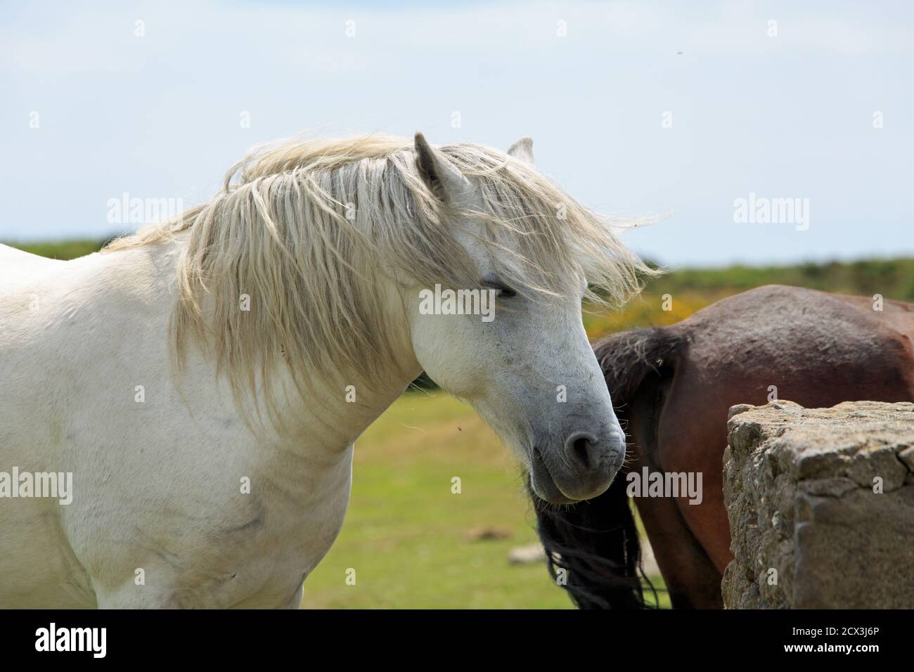 In der Nähe U eines schönen weißen Dartmoor Pony auf Dartmoor Nationalpark, Devon Stockfoto