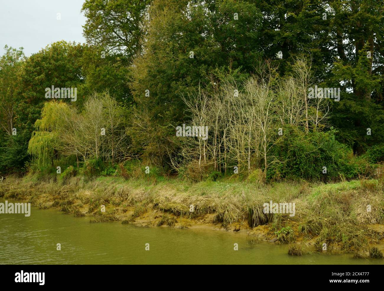 Eine Gruppe von jungen Ulmen Ulmus procera durch niederländische Ulme Krankheit am Ufer des Flusses Ouse in der Nähe von Lewes East Sussex getötet. Stockfoto