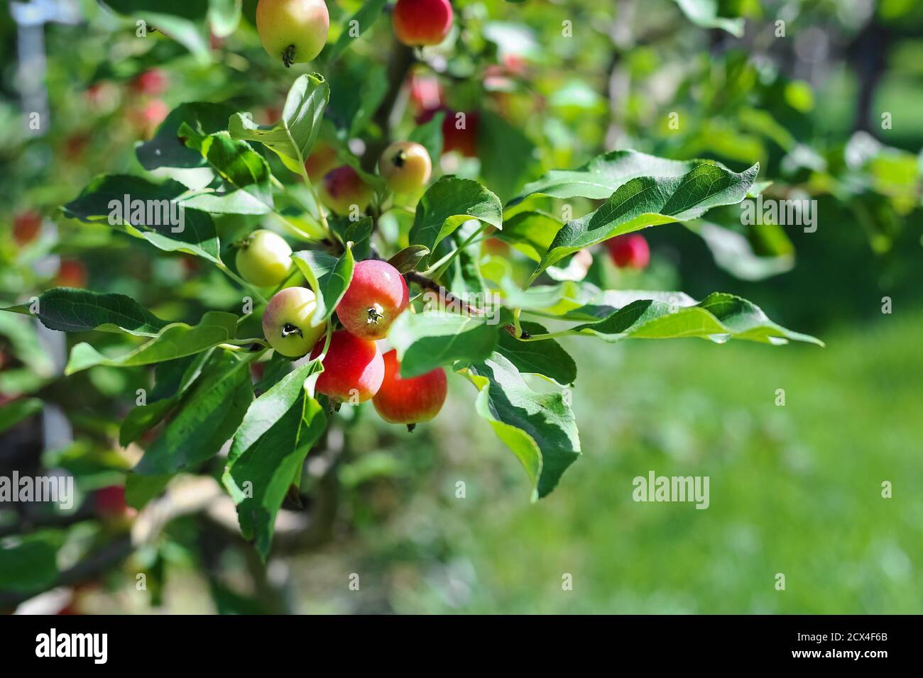Paradiesäpfel aus nächster Nähe. Paradiesäpfel hängen an einem Ast. Apfelbaum Pflaume. Chinesische Apfelfrucht Nahaufnahme. Malus prunifolia. Stockfoto