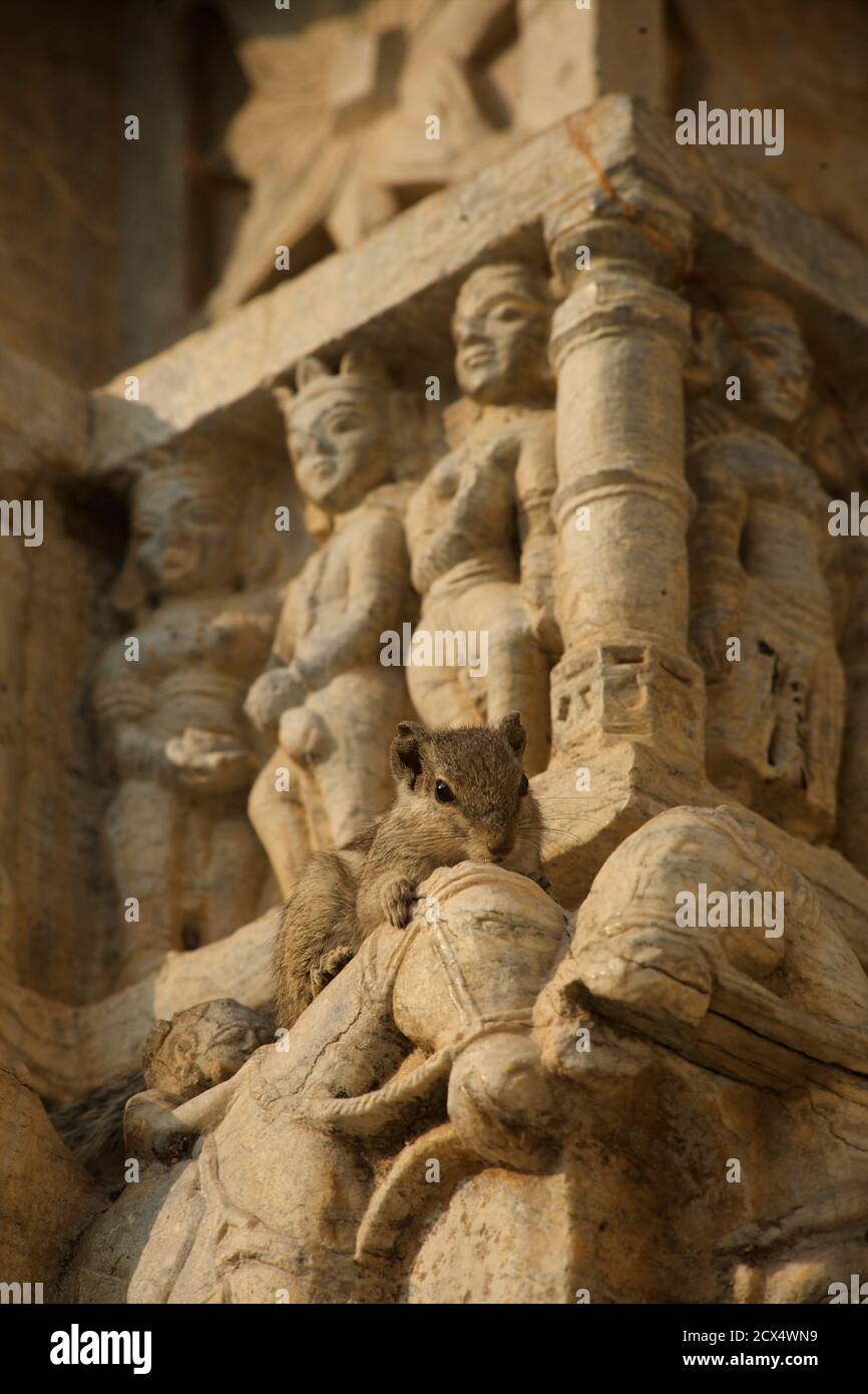 Eichhörnchen kriechen über kunstvollen Steinmetzarbeiten von Pferden, Jagdish Tempel, Udaipur, Rajasthan, Indien Stockfoto