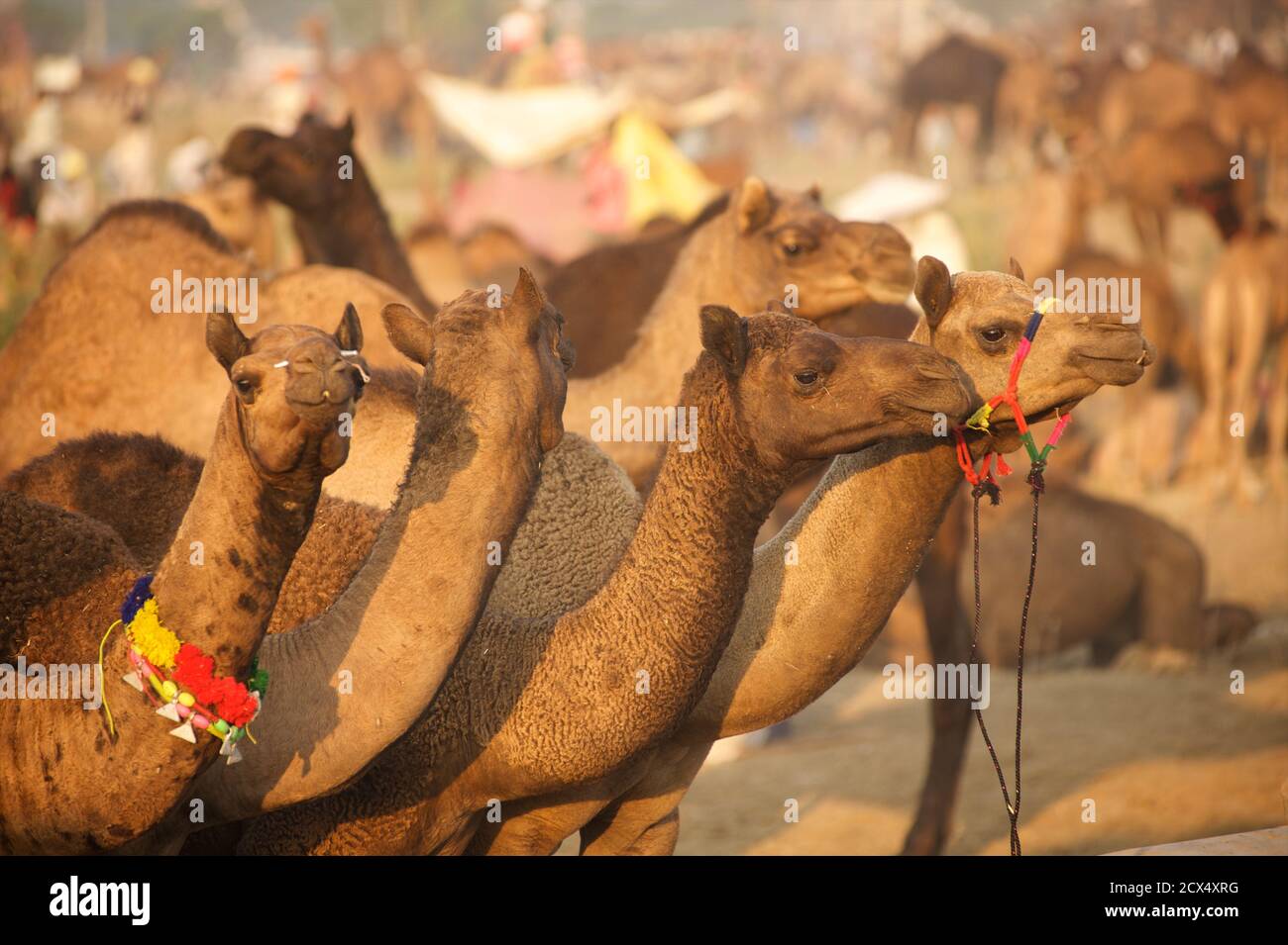 Kamelmarkt. Pushkar Camel fair, Pushkar, Rajasthan, Indien Stockfoto