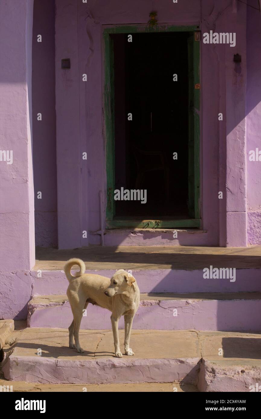 Rosa Tür und Hund, Pushkar, Rajasthan, Indien Stockfoto