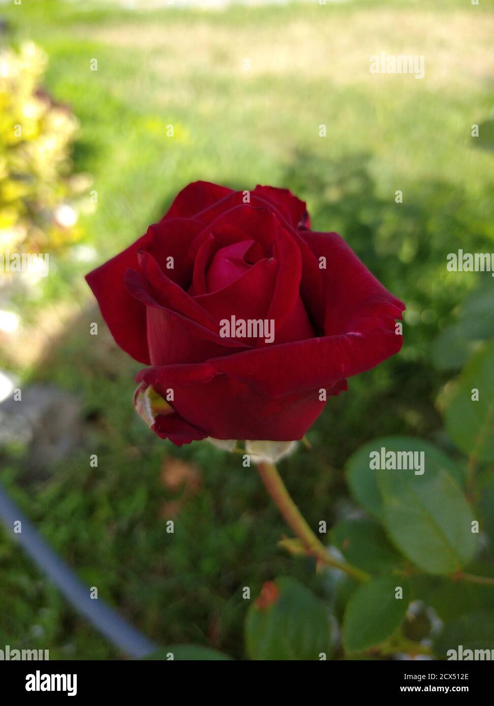 Rote Rose Knospe an einem sonnigen Tag Stockfoto