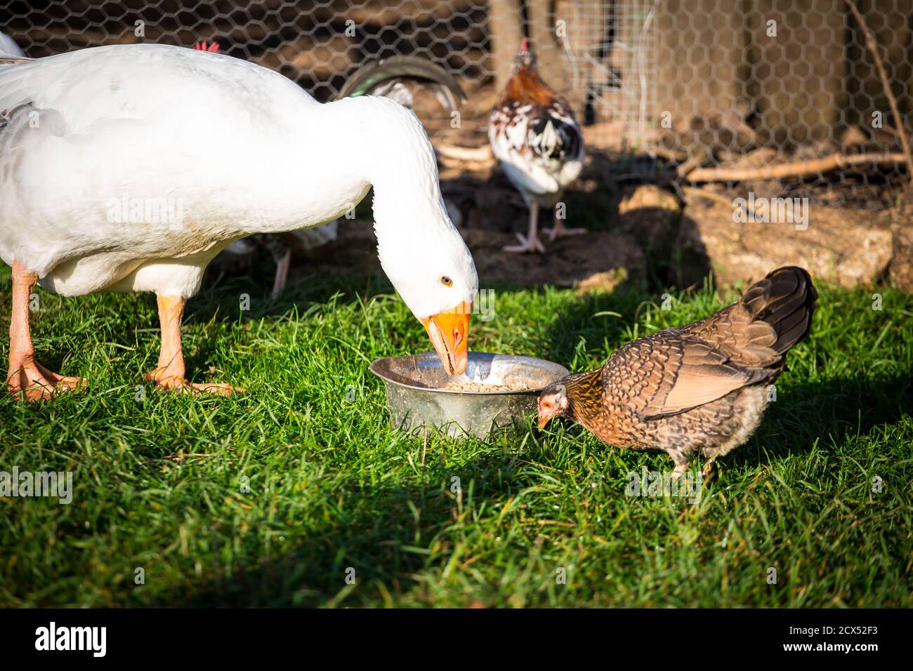 Weiße Gans und kleine Hühner teilen sich Essen Stockfoto