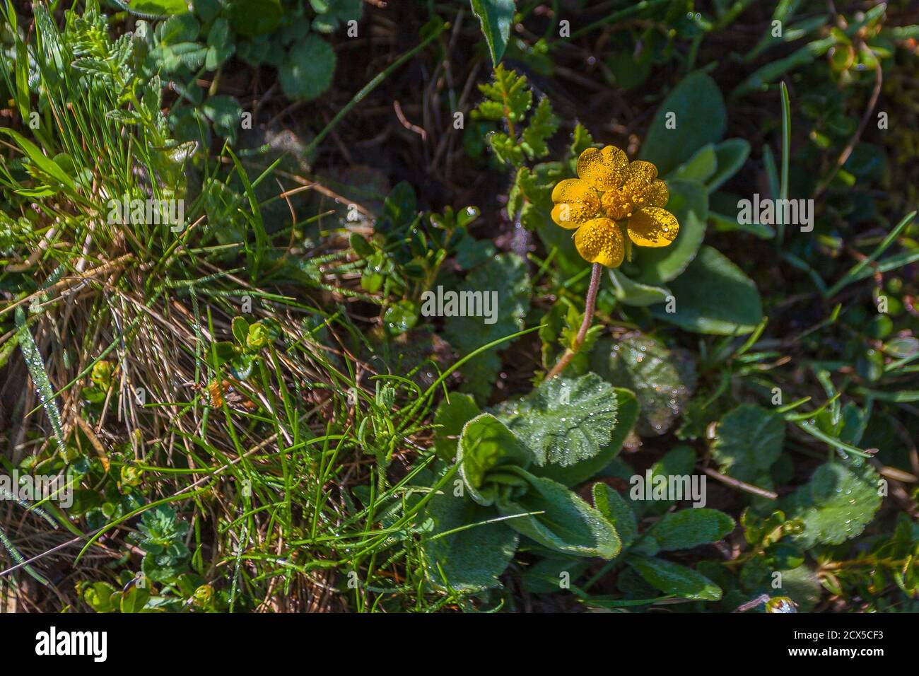 Cariofillata des steinigen Bodens oder schleichende Ambrette, Valparola Pass, Dolomiten Stockfoto