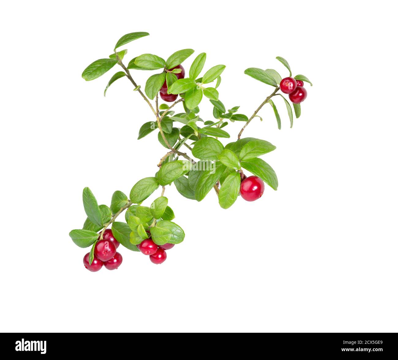Preiselbeeren mit Blättern. Preiselbeeren. Zweige Wald Preiselbeeren isoliert auf weiß. Preiselbeere. Stockfoto