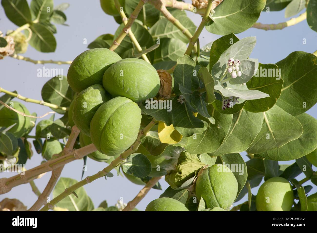 Calotropis procera ist eine blühende Pflanze in der Familie der Dogbane, Apocynaceae, die in Nordafrika, Tropical Africa, Westasien, Südasien und Indochina heimisch ist. Die grünen Globen sind hohl, aber das Fleisch enthält einen giftigen milchigen saft, der extrem bitter ist und sich in eine klebrige Beschichtung gegen Seife verwandelt. Fotografiert in Äthiopien Stockfoto