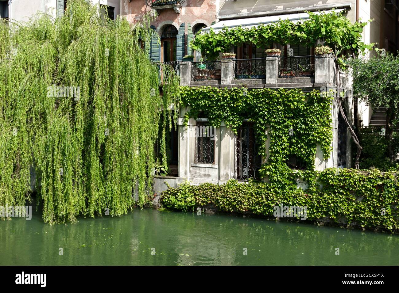 Blick auf typische venezianische Häuser entlang des Flusses Sile, Riviera Santa Margherita. Weinender Weidenbaum. Treviso, Venetien, Italien, Europa. Stockfoto