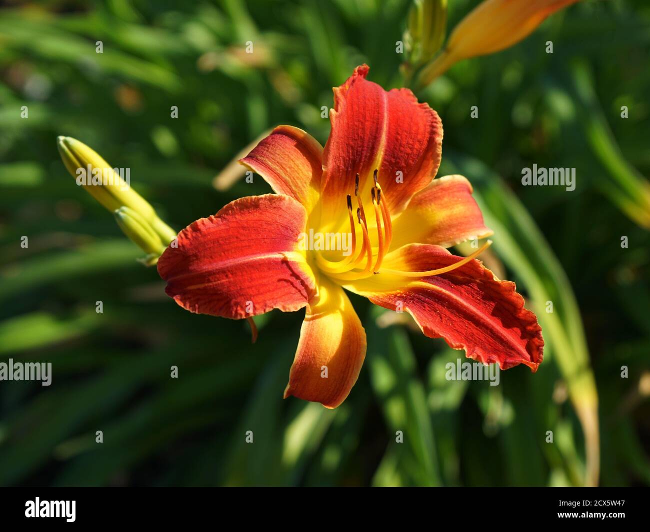 Nahaufnahme einer orangefarbenen Tageslilienblume Stockfoto