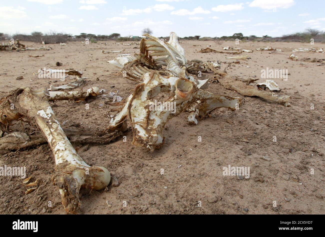 Schlachtkörper von toten Tieren liegen in Kenia Somalia Grenze Stadt von Liboi 29. Juli 2011. Das ganze Dürre und Konflikten geplagt Südsomalias ist unterwegs in Hungersnot als das Horn von Afrika Nahrungsmittelkrise vertieft, sagte am Freitag, den Vereinten Nationen.   REUTERS/Thomas Mukoya (Kenia - Tags: Gesellschaft Katastrophe Umwelt Tiere) Stockfoto