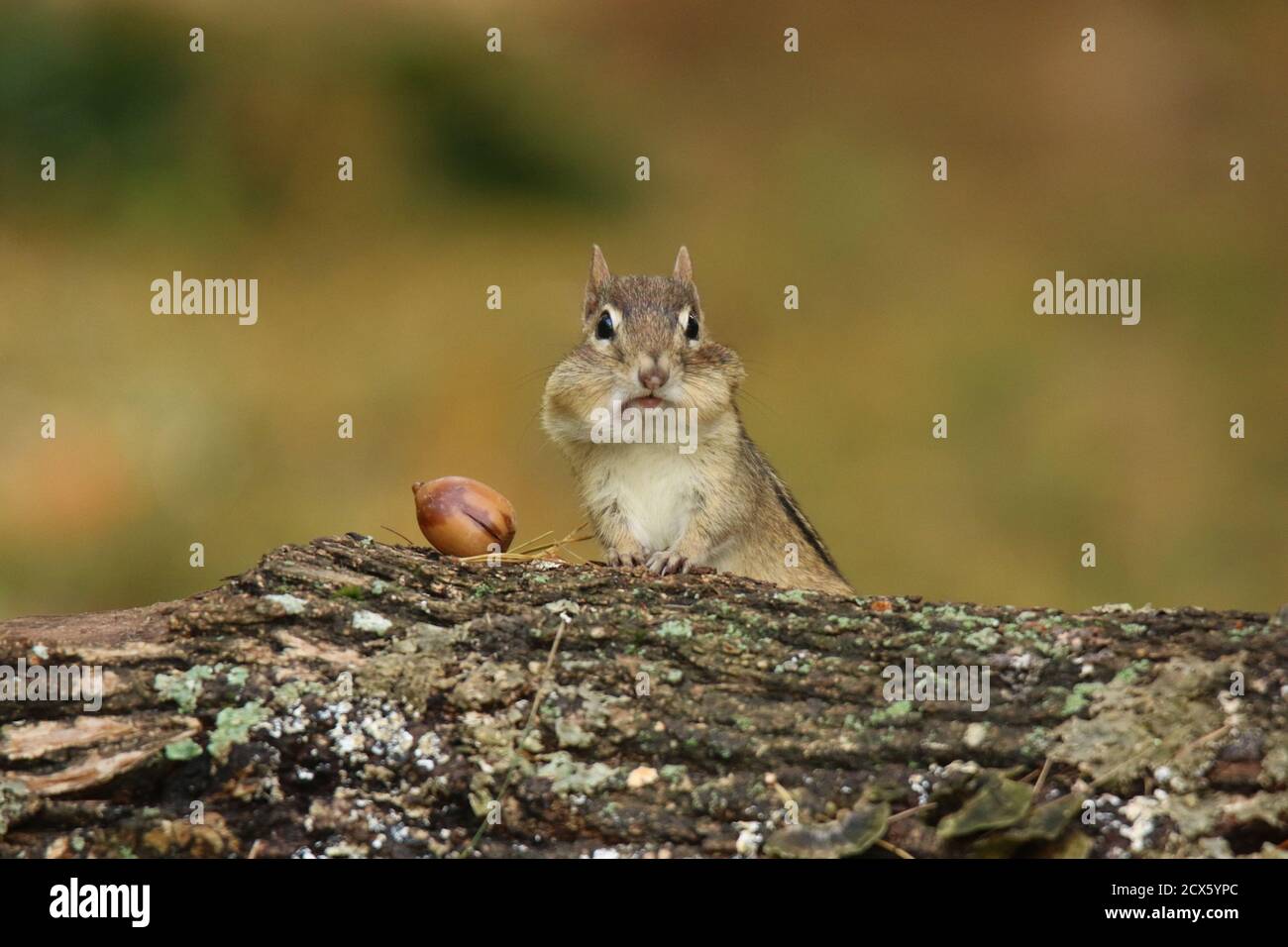 Nette kleine östliche Chipmunk Tamias striatus finden Eicheln im Herbst Stockfoto