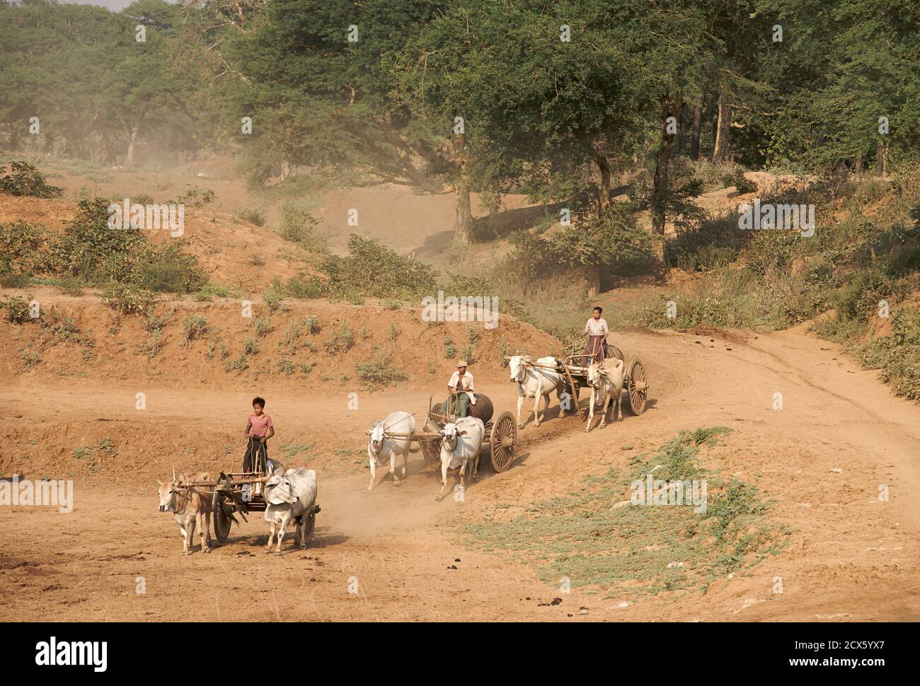 Ländliche Szene. Fahren Bullocken zu einem Wasserloch zu trinken und Wasser zu sammeln, in der Nähe von Mount Popa, Burma Stockfoto