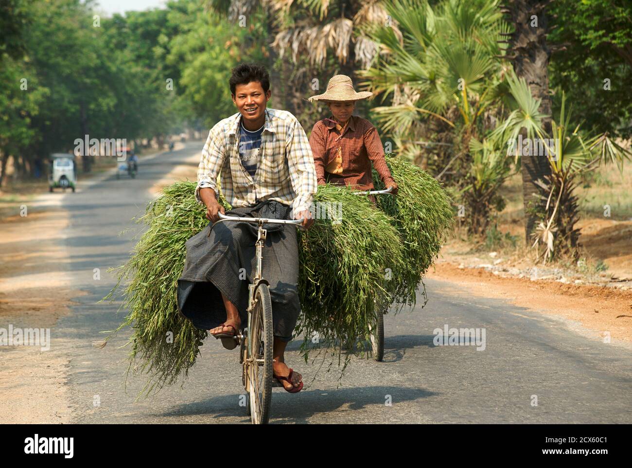 Den Transport von Pflanzen auf einem Fahrrad. Dorfleben, Monywa, Burma. Myanmar Stockfoto