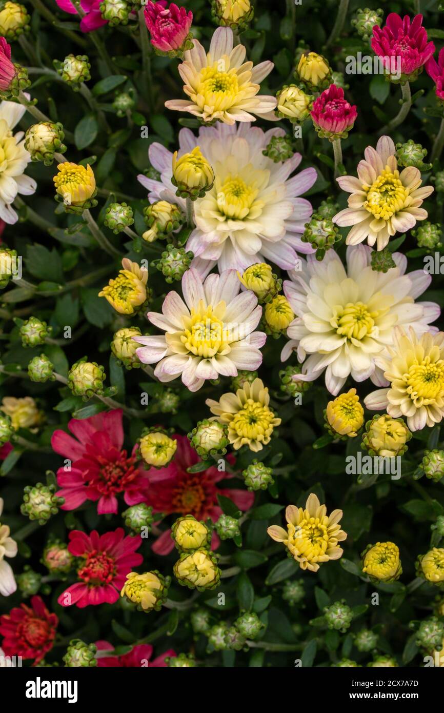 Vollformat Textur Hintergrund der bunten blühenden Chrysanthemum (Mütter) Blumen Wächst in einer hellen sonnigen Lage Stockfoto