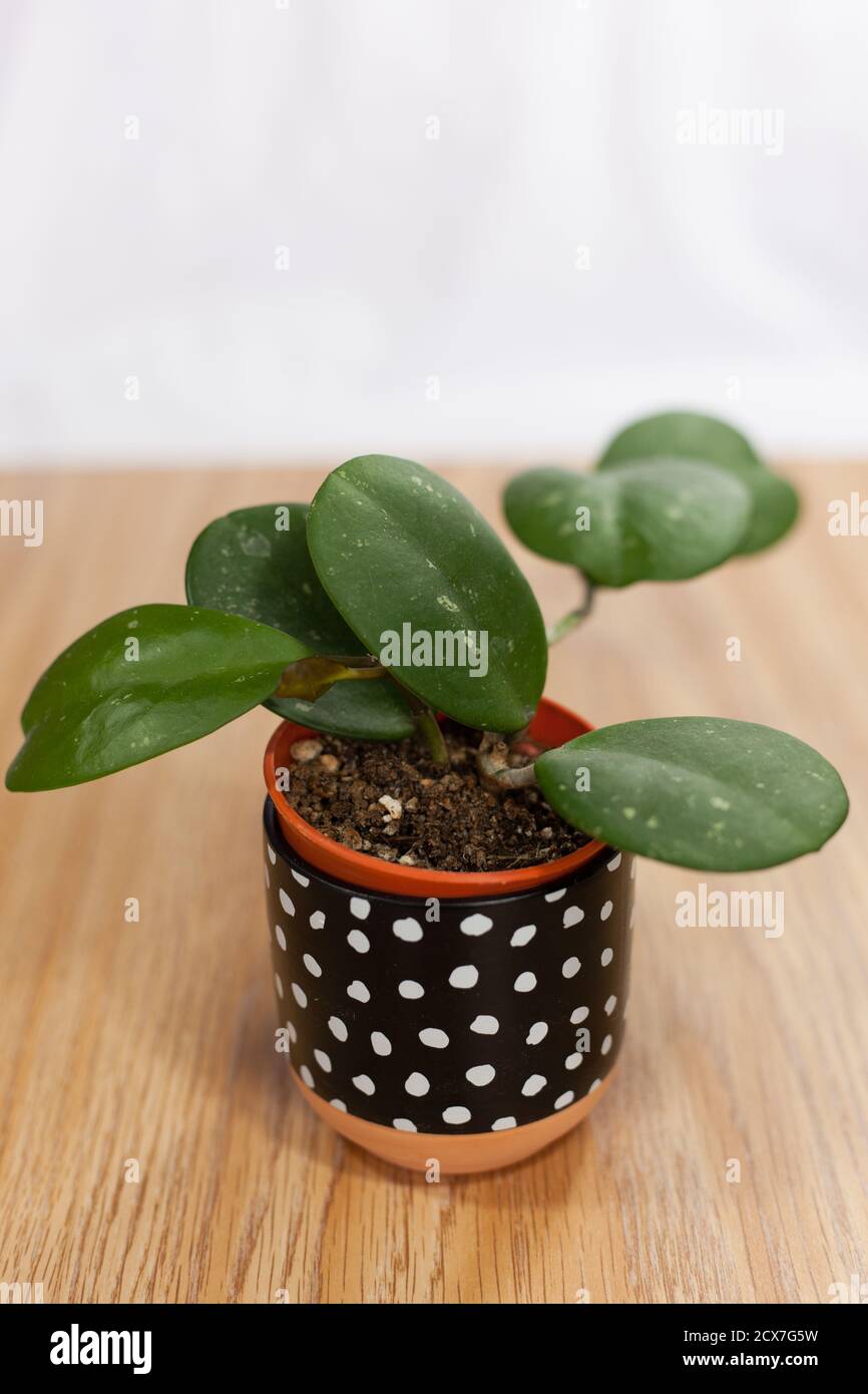 Hoya obovata in einem kleinen Topf auf Holz Stockfoto
