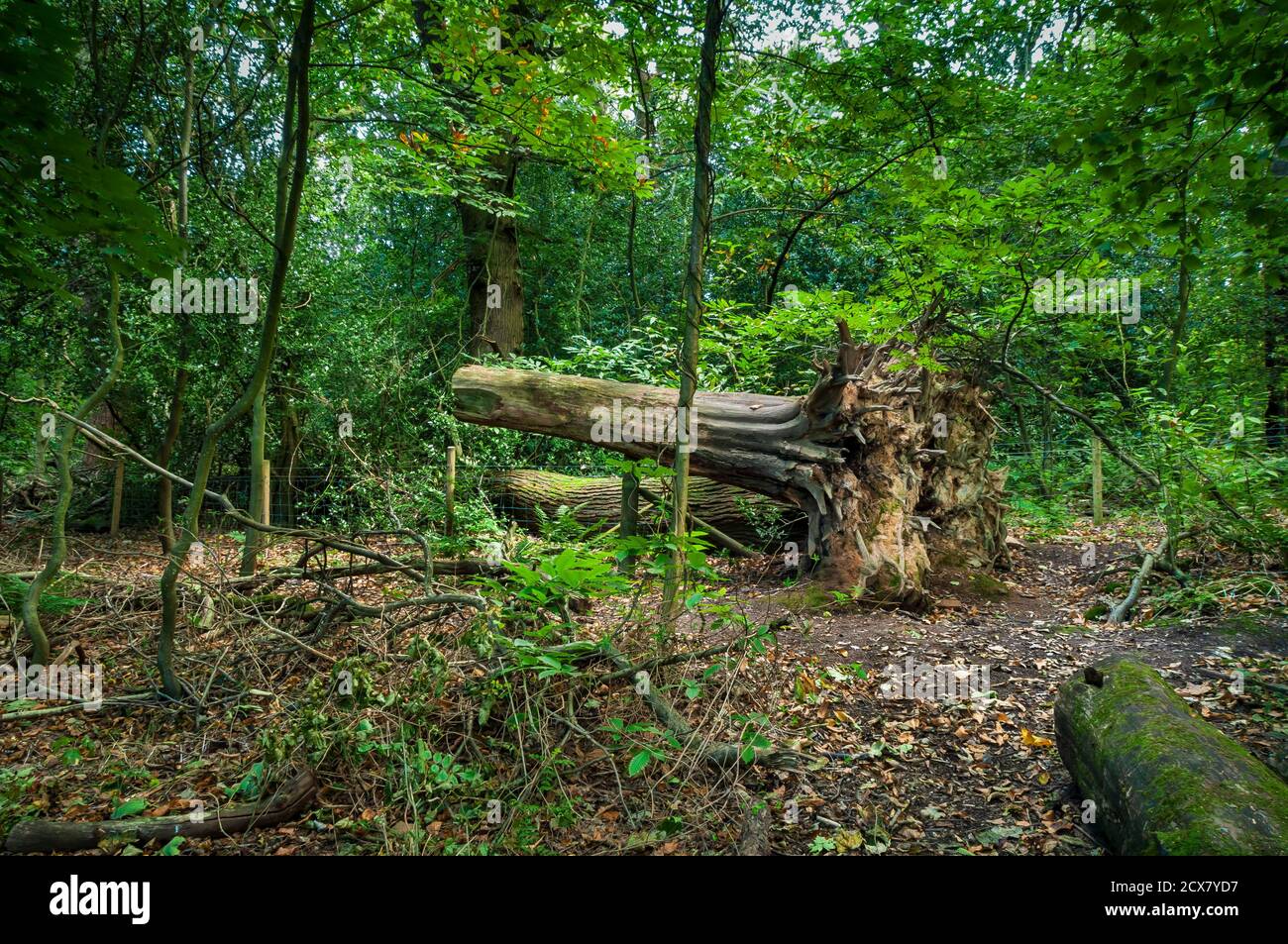 Schnittbaum auf einem Zaunpfosten in Rinecroft Glen, Ecclesall Woods, alten Wald in Sheffield. Stockfoto