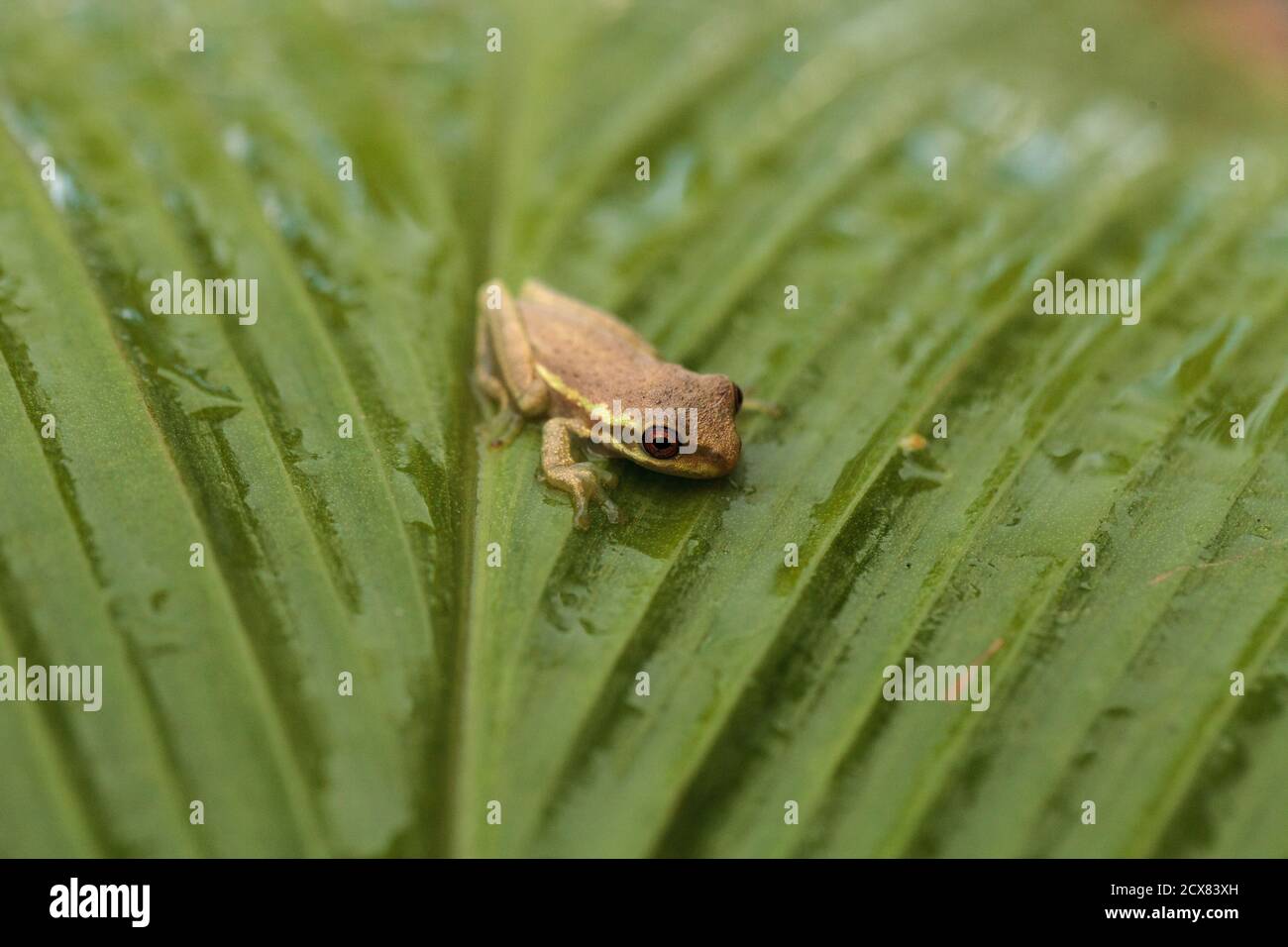 Baby Kiefer Wald Baumfrosch Dryphophytes femoralis auf einem grünen Ingwerblatt in Naples, Florida thront. Stockfoto