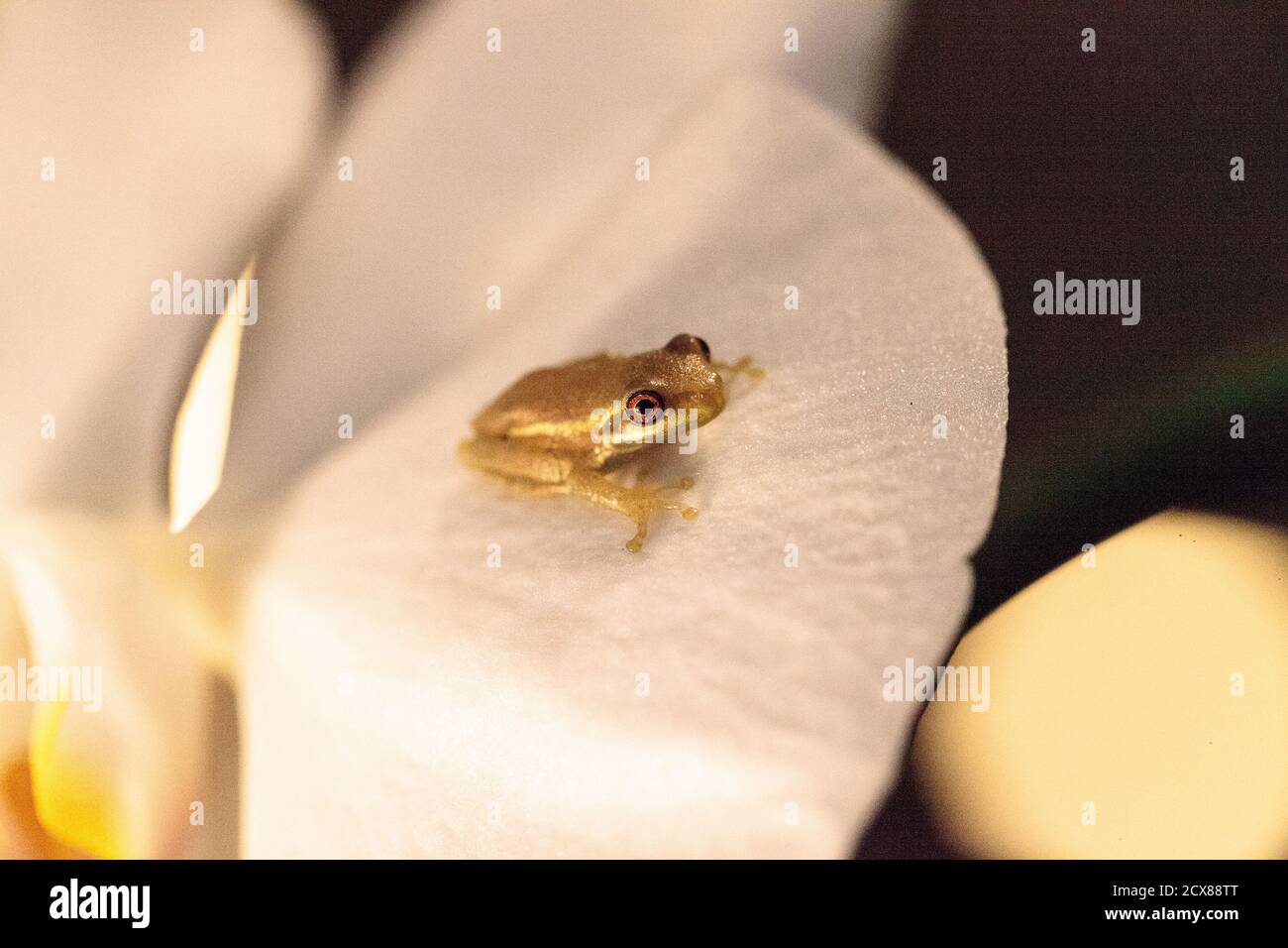 Green Baby Kiefernwälder Baumfrosch Dryphophytes femoralis auf einer Orchideenblume in Naples, Florida thront. Stockfoto