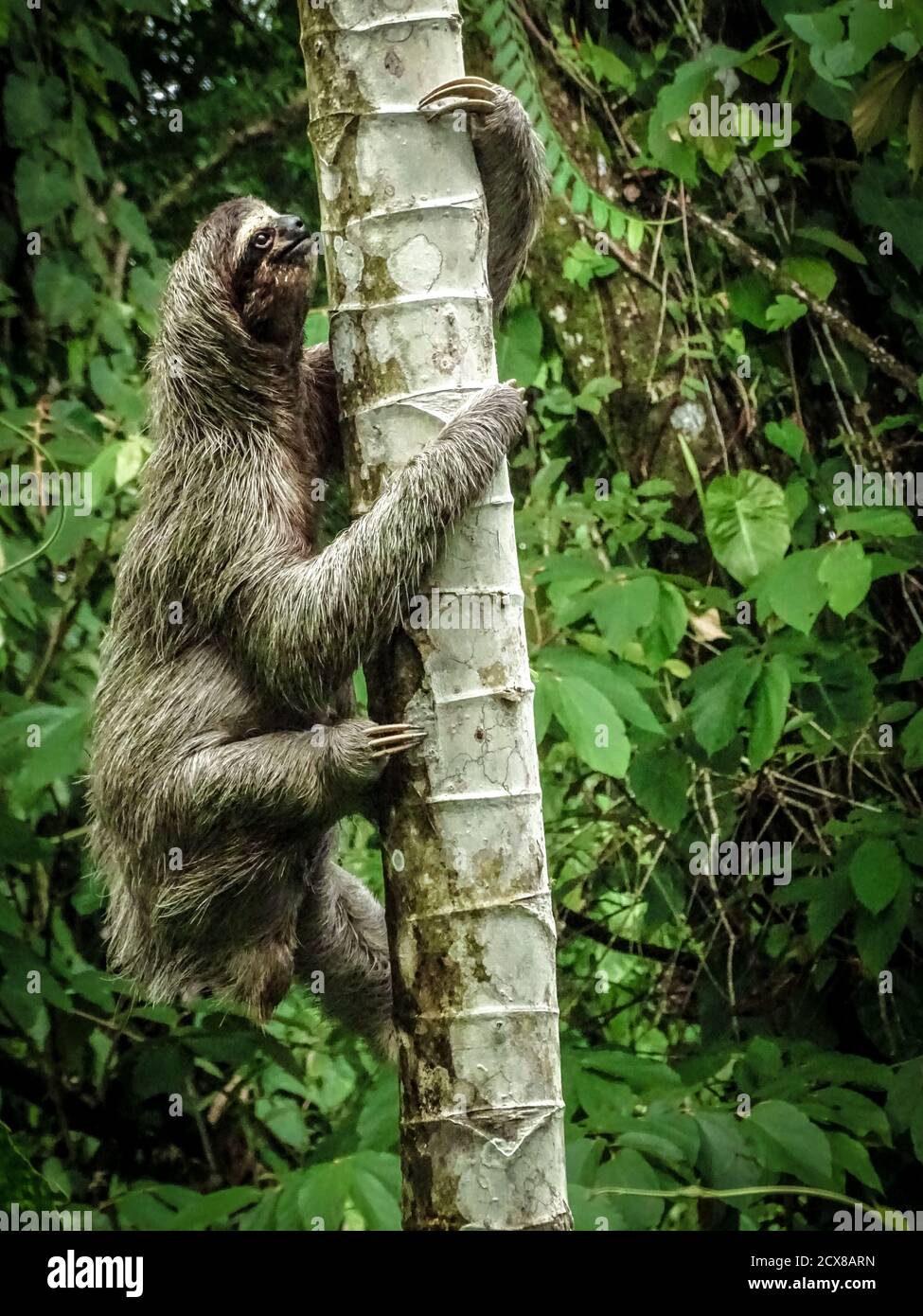 Dreizehen-Faultier, der auf der Isla Bastimentos in Panama den Baum hochklettert. Stockfoto