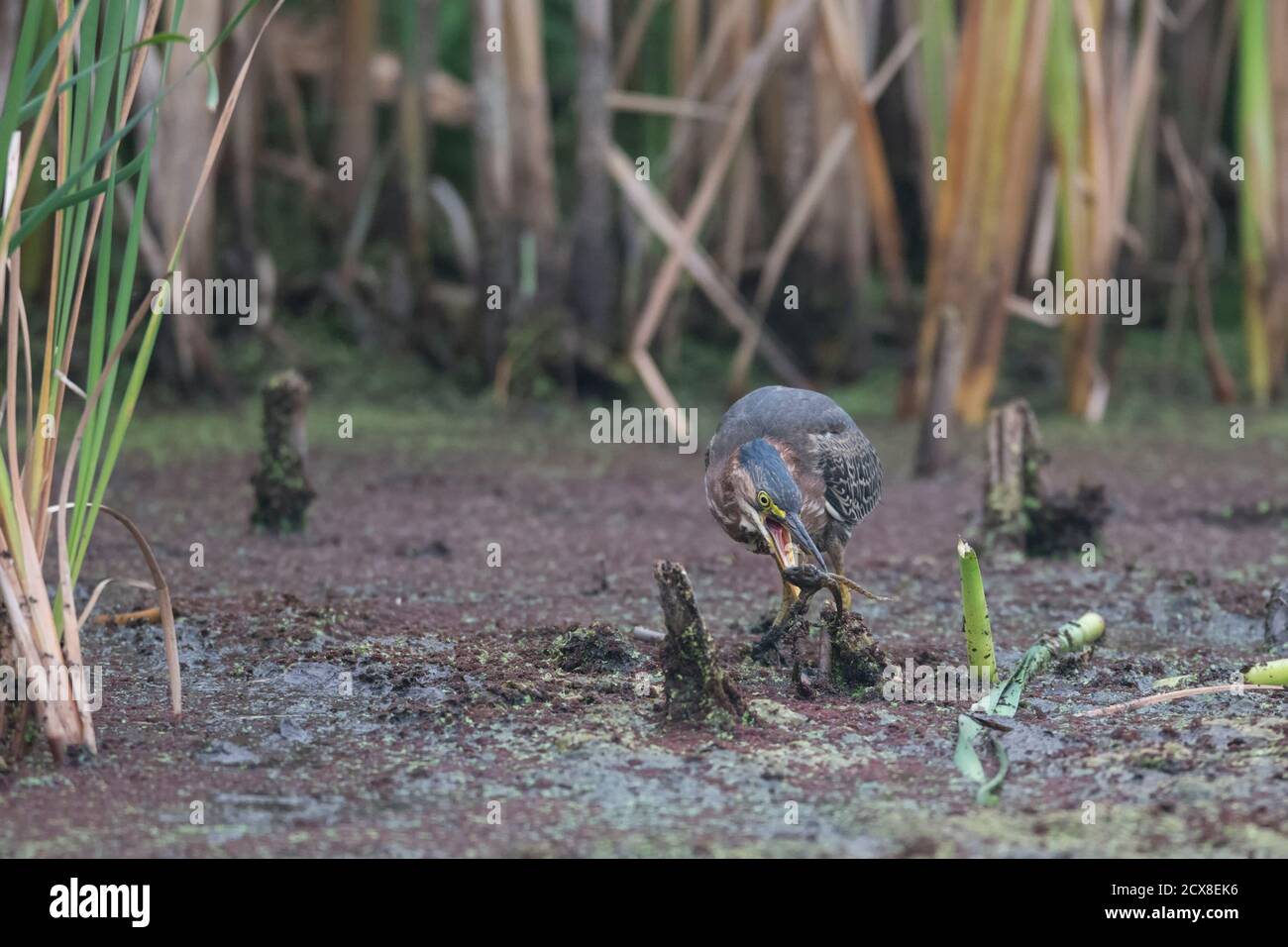 Grüner Reiher Vogel bei Richmond BC Kanada, Stockfoto