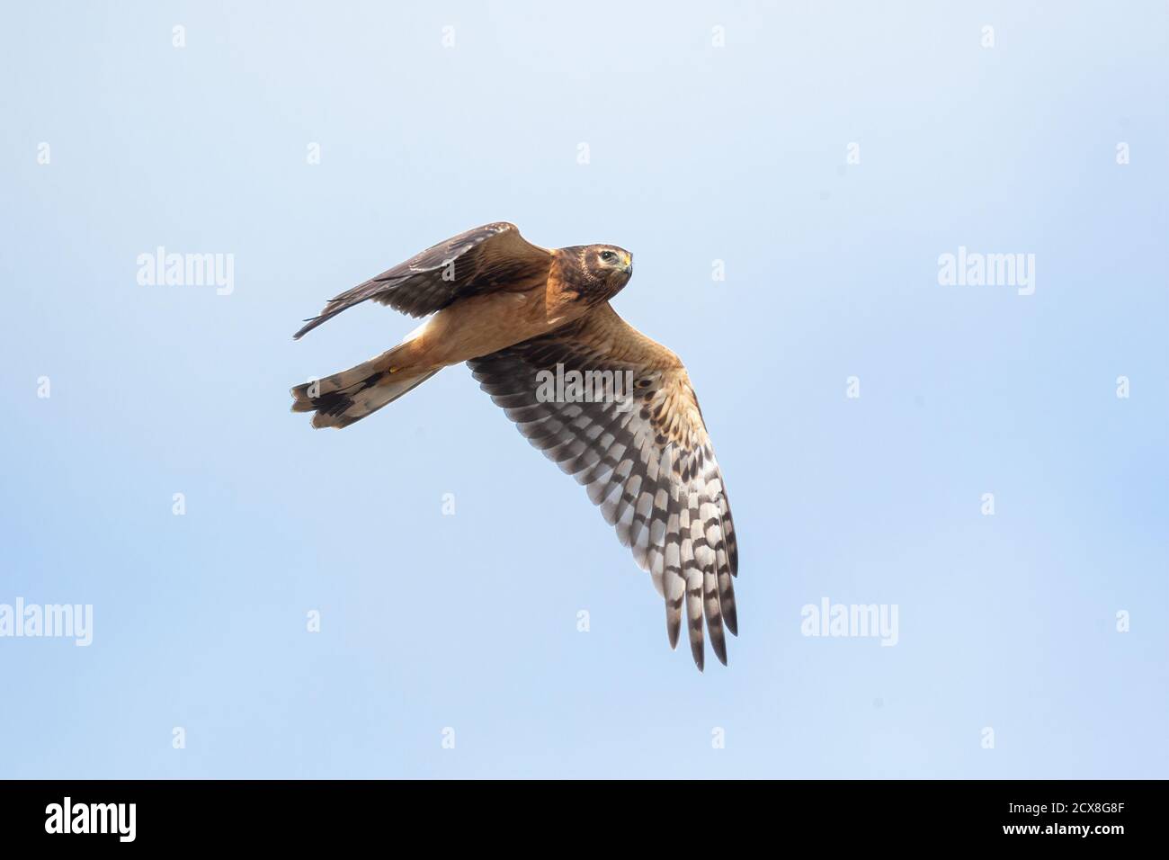 Weibliche nördliche Harrier Hawk in Richmond BC Kanada, Stockfoto