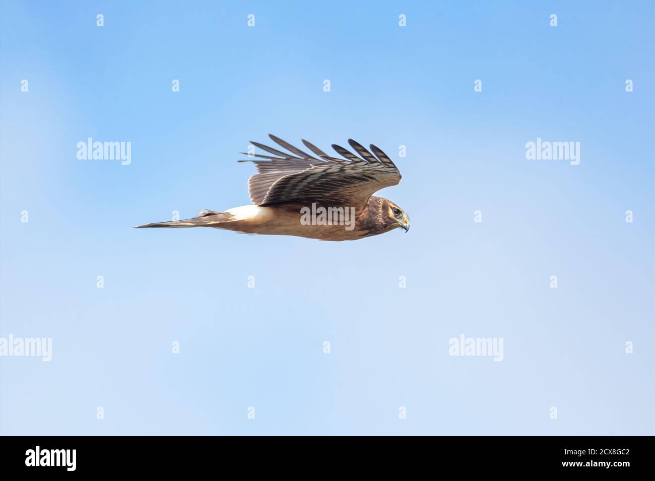 Weibliche nördliche Harrier Hawk in Richmond BC Kanada, Stockfoto