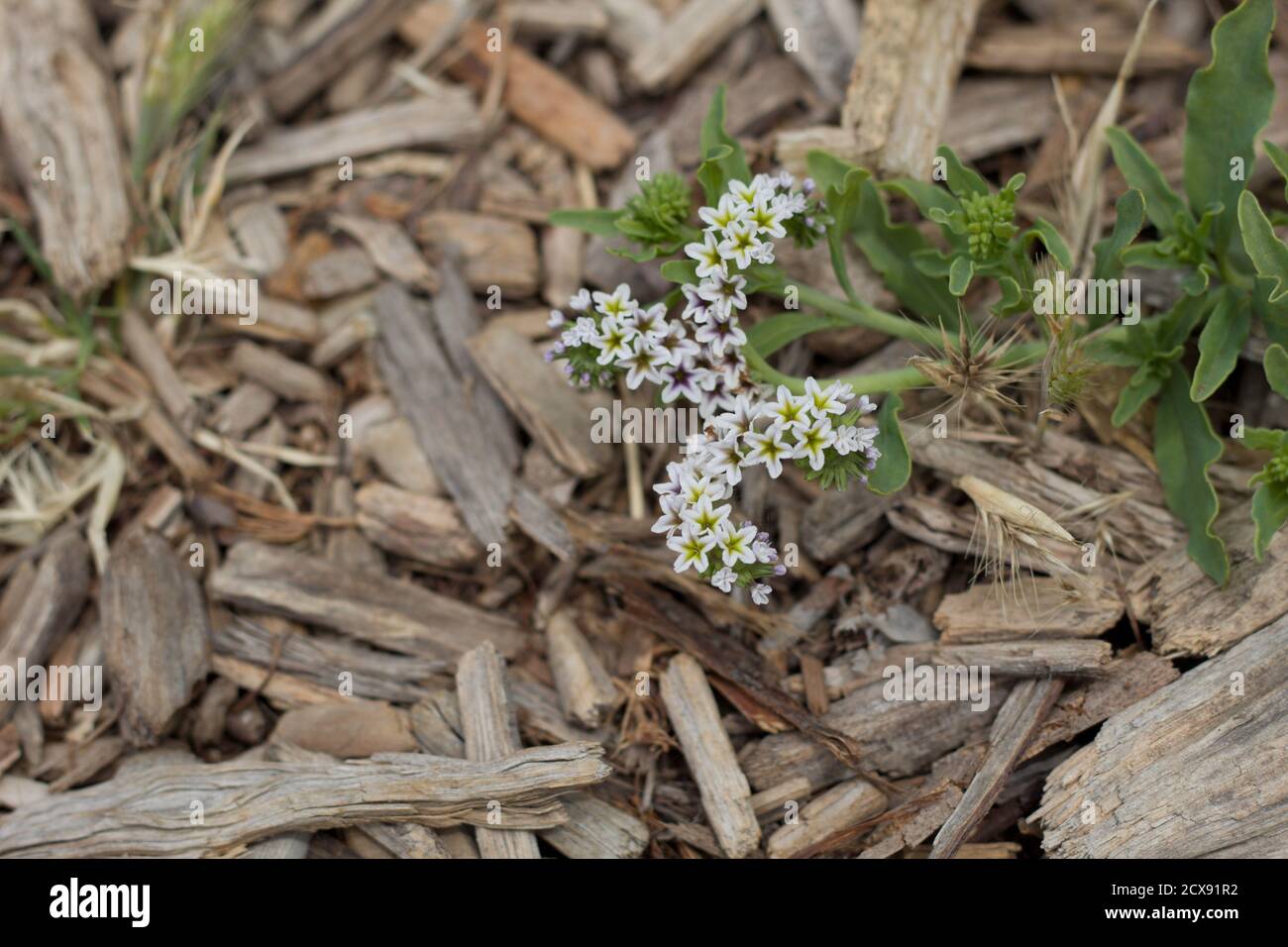 Weiße Blüte, Salz Heliotrope, Heliotropium Curassavicum, Boraginaceae, native Staude, Ballona Süßwasser Marsh, Südkalifornien Küste, Sommer. Stockfoto
