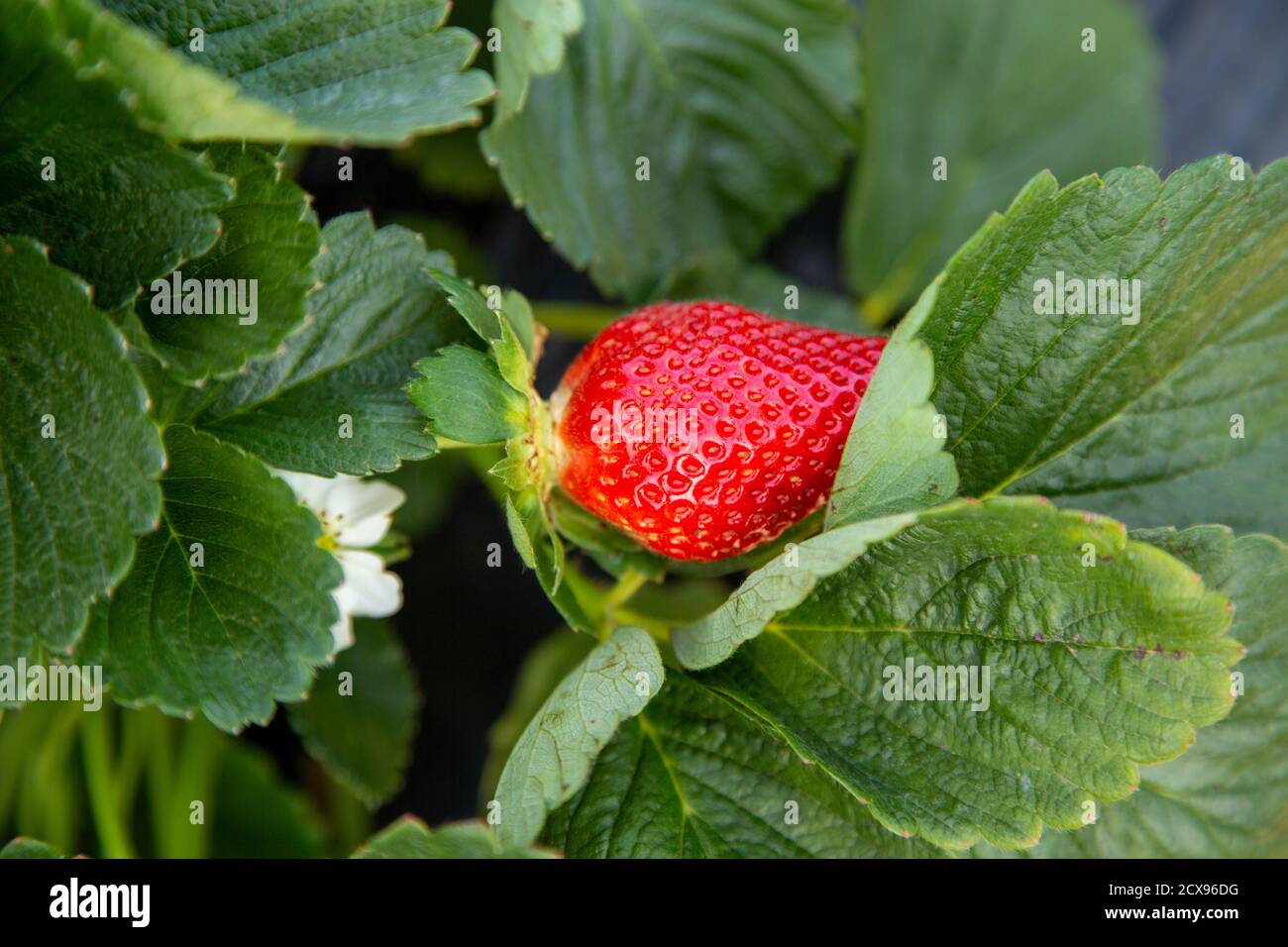 Erdbeerpflanze mit Früchten und Blumen Stockfoto
