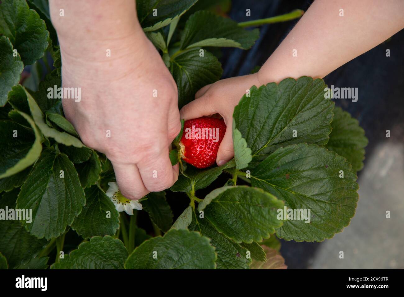 Mutter und Tochter ernten Erdbeeren. Stockfoto