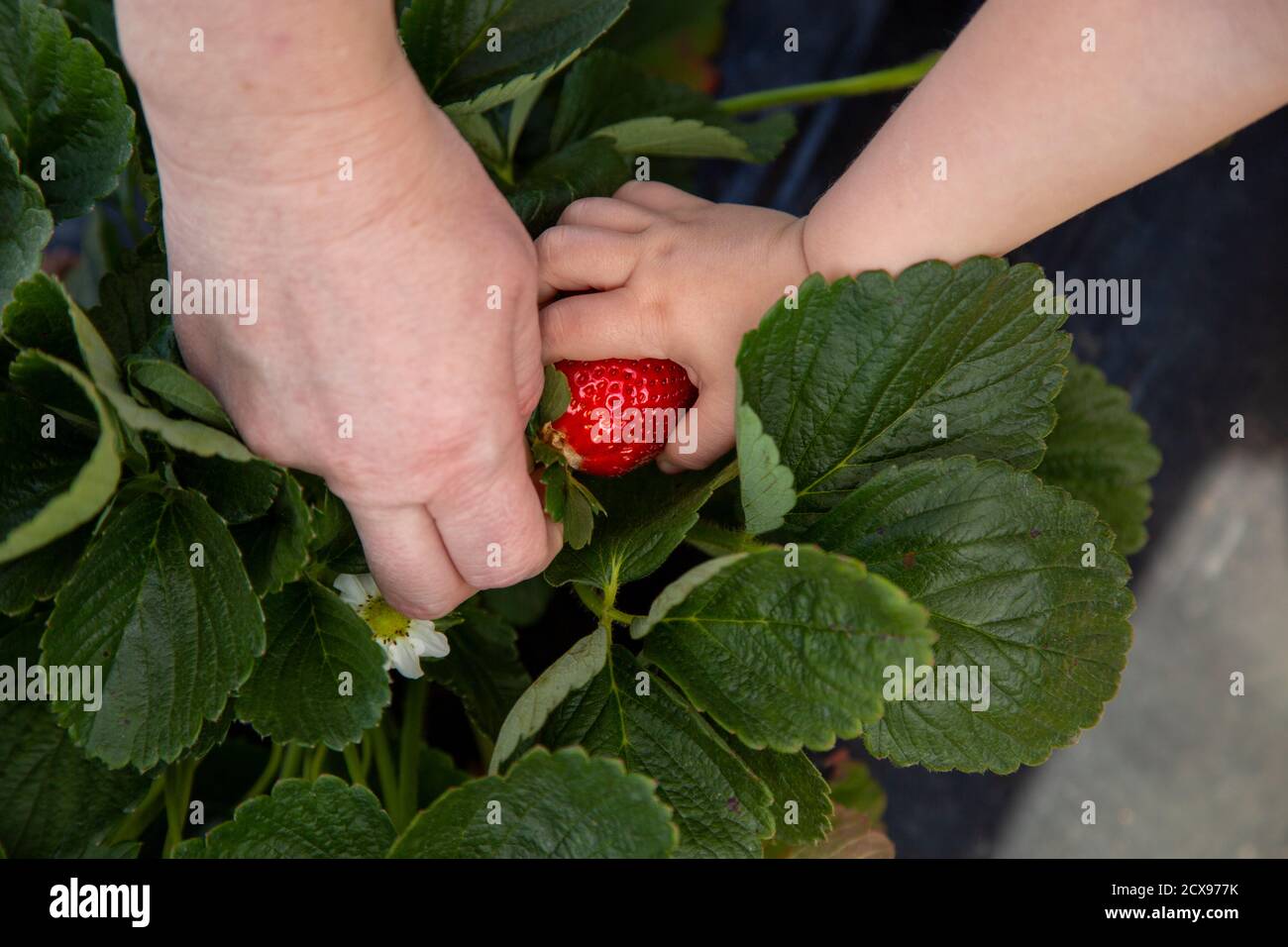Mutter und Tochter ernten Erdbeeren. Stockfoto