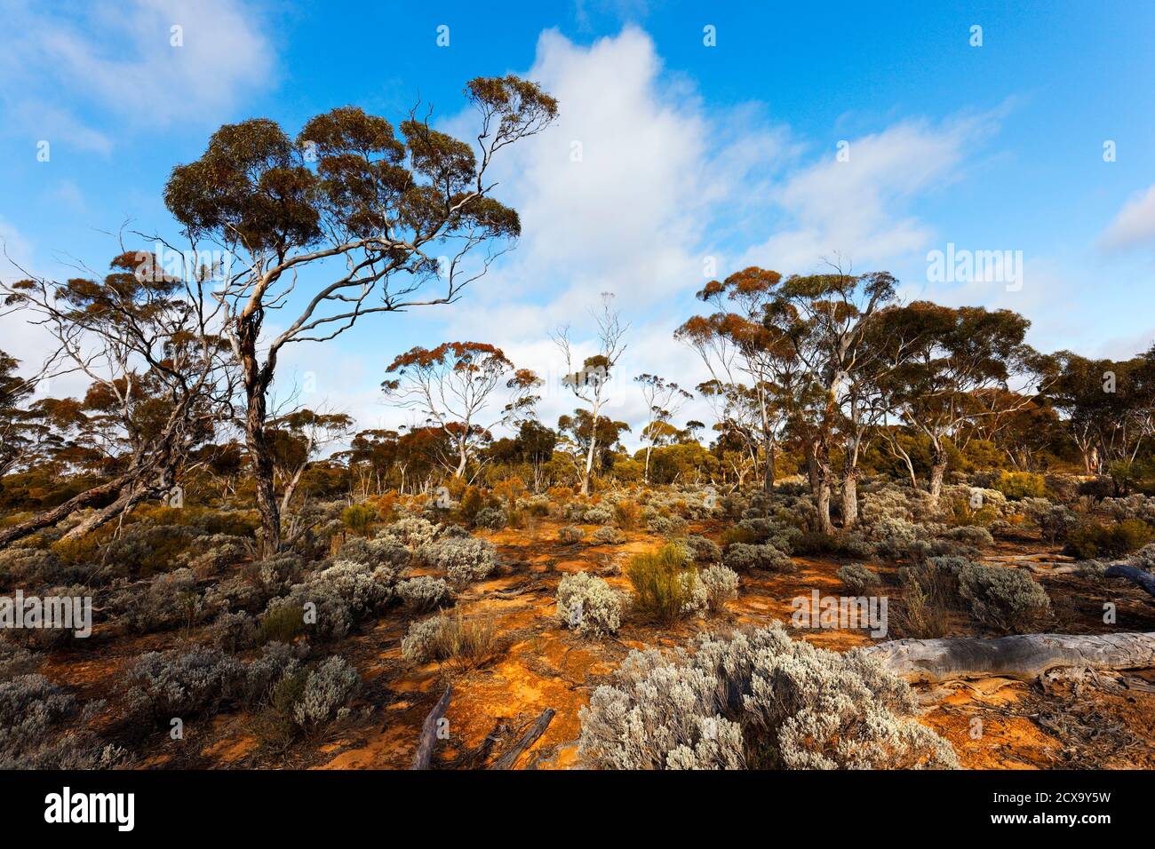 Australisches Buschland im Outback, Norseman, Westaustralien Stockfoto