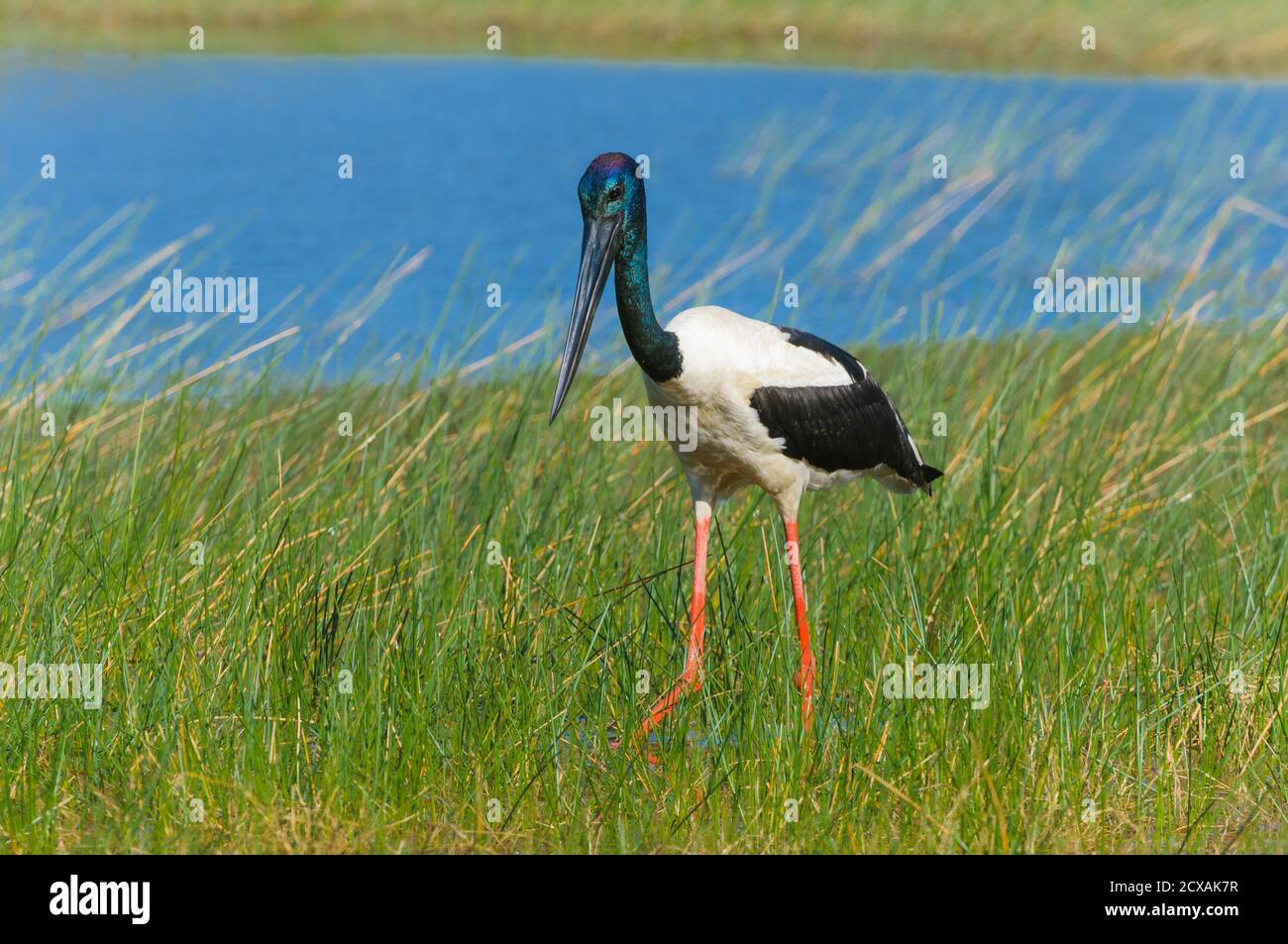 Bild des natürlichen Jagdverhaltens des Australasian Storch, Black-Neck Stork oder, der australische Jabiru, der durch Feuchtgebiete jagt. Stockfoto