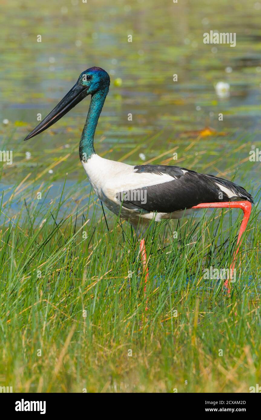 Bild des natürlichen Jagdverhaltens des Australasian Storch, Black-Neck Stork oder, der australische Jabiru, der durch Feuchtgebiete jagt. Stockfoto