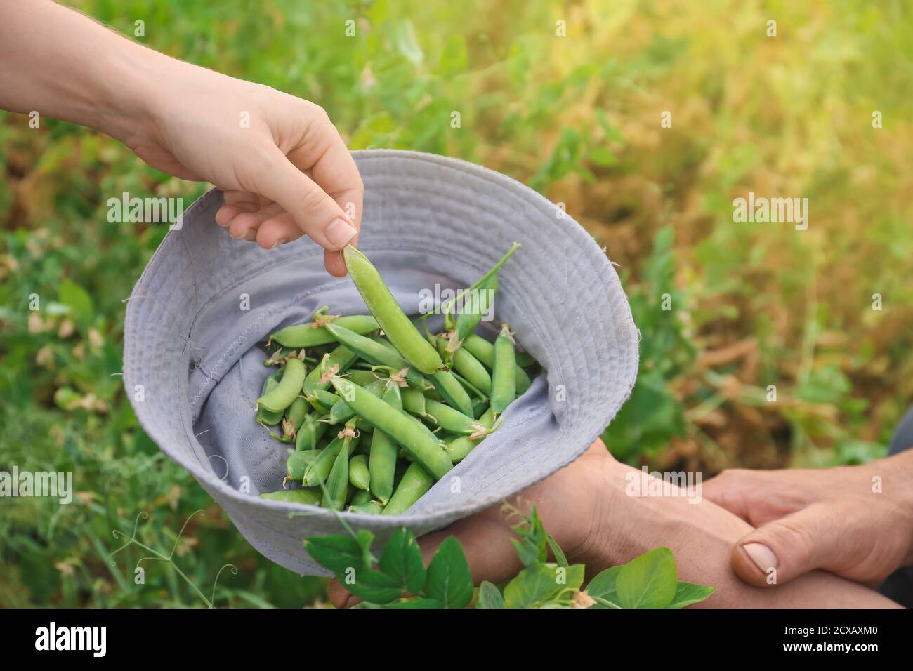 Menschen mit frischen reifen grünen Erbsen im Garten Stockfoto