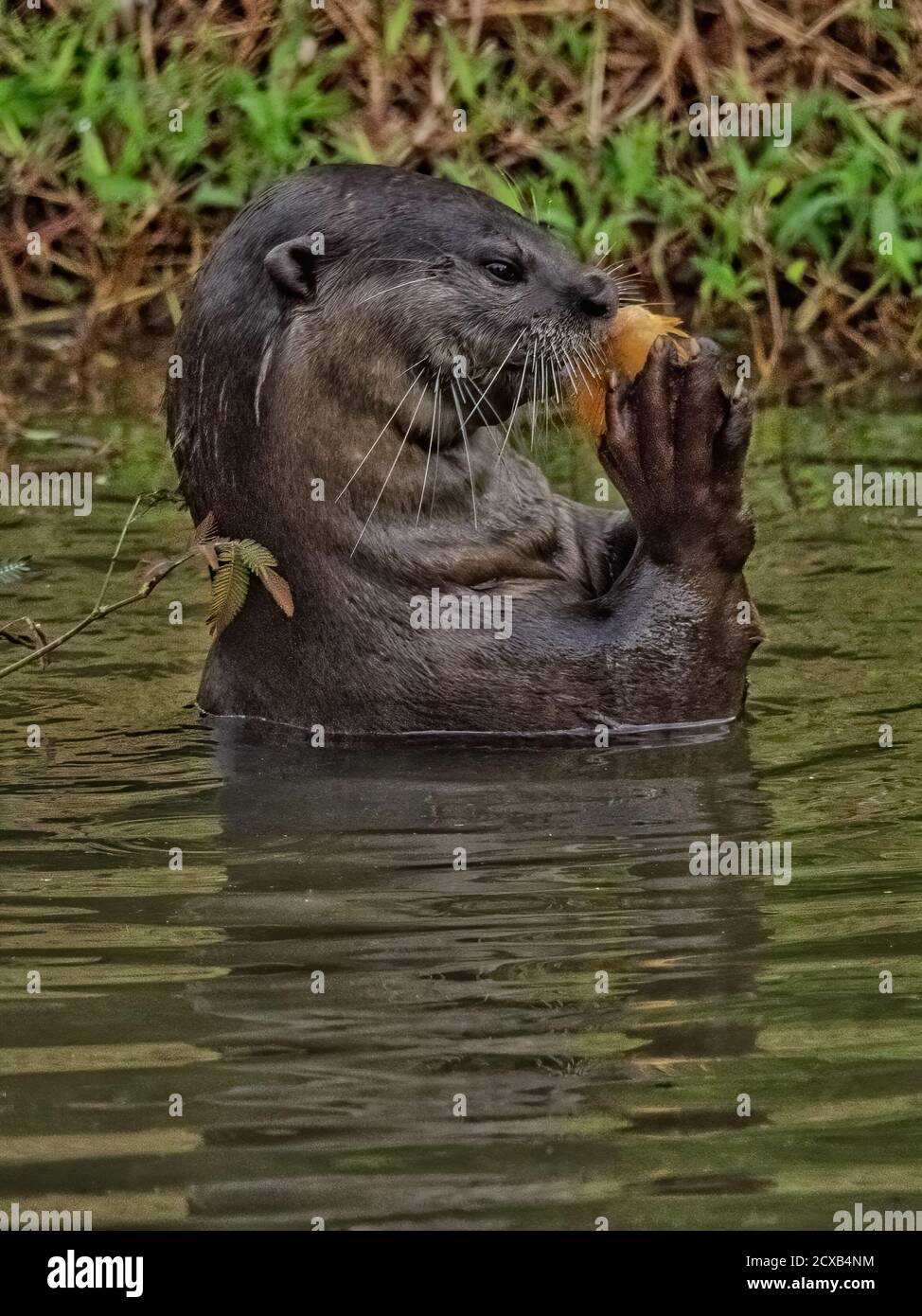 Ein glatt beschichteter Otter genießt seine Fische. Stockfoto