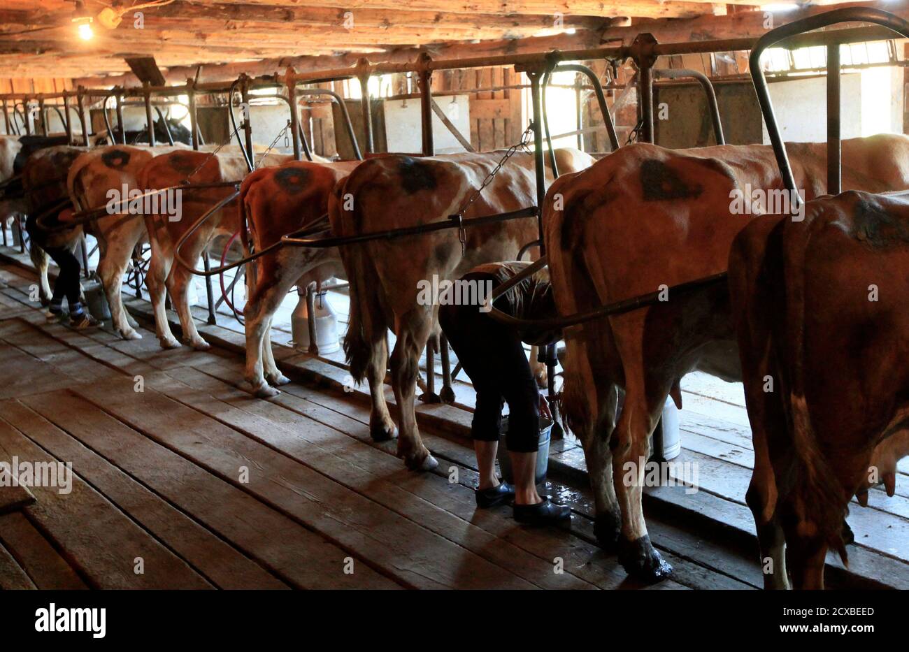 Ein Mitarbeiter melkt die Kühe auf der Antsiferovskoye Farm in das Dorf  Antsiferovo, etwa 415 km (258 Meilen) nördlich von Russland der sibirischen  Stadt Krasnojarsk, 24. Juli 2013. Etwa 250 Einwohner von