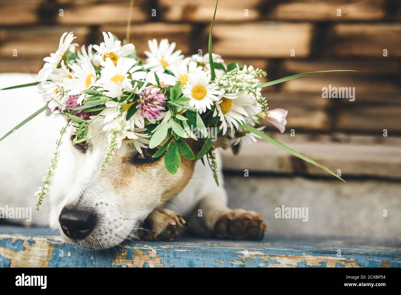 Schöner, romantischer Hund Jack Russel in einem Blumenkranz liegt auf einer Bank Stockfoto