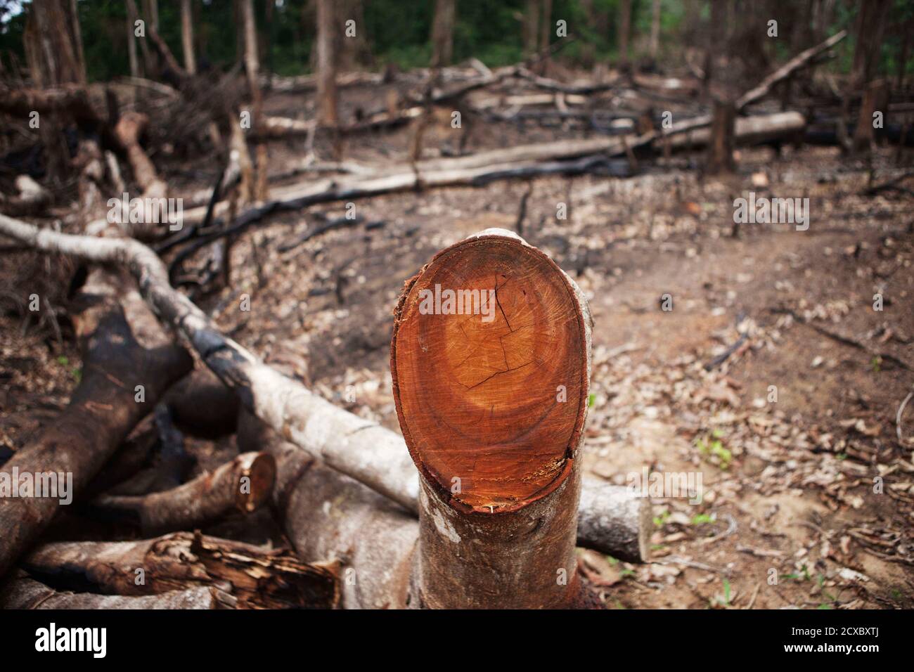 Ein gefällter Baum liegt in einem protokollierten Gebiet im östlichen  Sierra Leone, 22. April 2012. Protokollierung ist illegal in Sierra Leone,  aber bleibt die führende Ursache für Umweltzerstörung, gemäß der  Europäischen Union.
