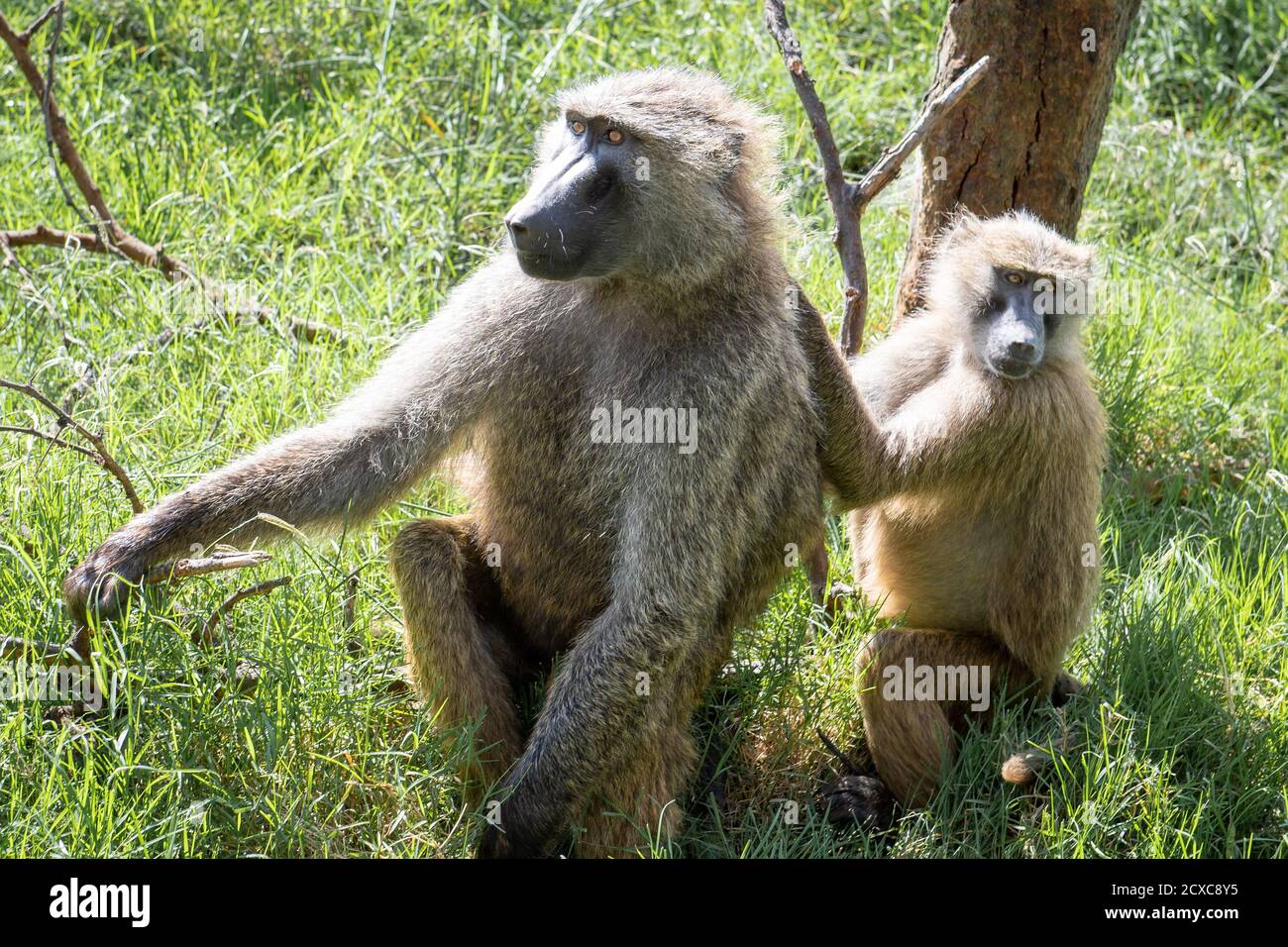 Mutter & Baby Pavian (Papio hamadryas) in Kenia, Afrika Stockfoto